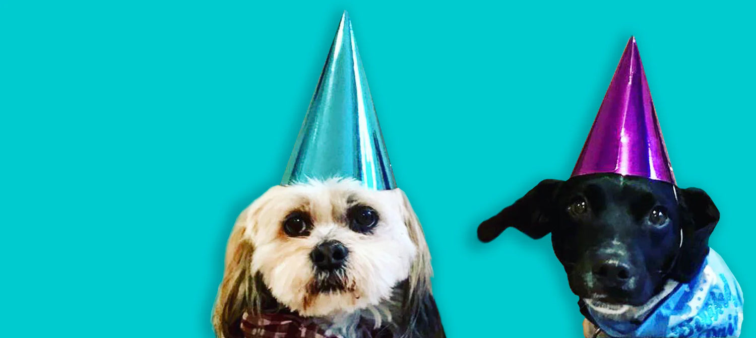 Murphy and Bailey Belfast