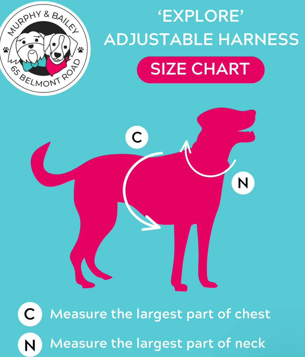 Murphy and Bailey Belmont Bloom Explorer Harness