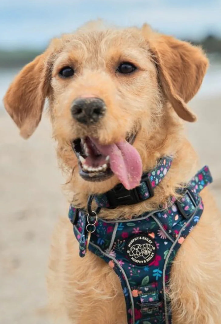 Murphy and Bailey Belmont Bloom Explorer Harness