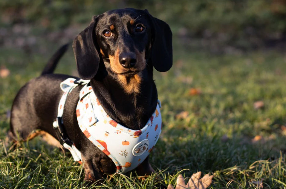 Love From Marnie Adjustable Harness - Sweater Weather