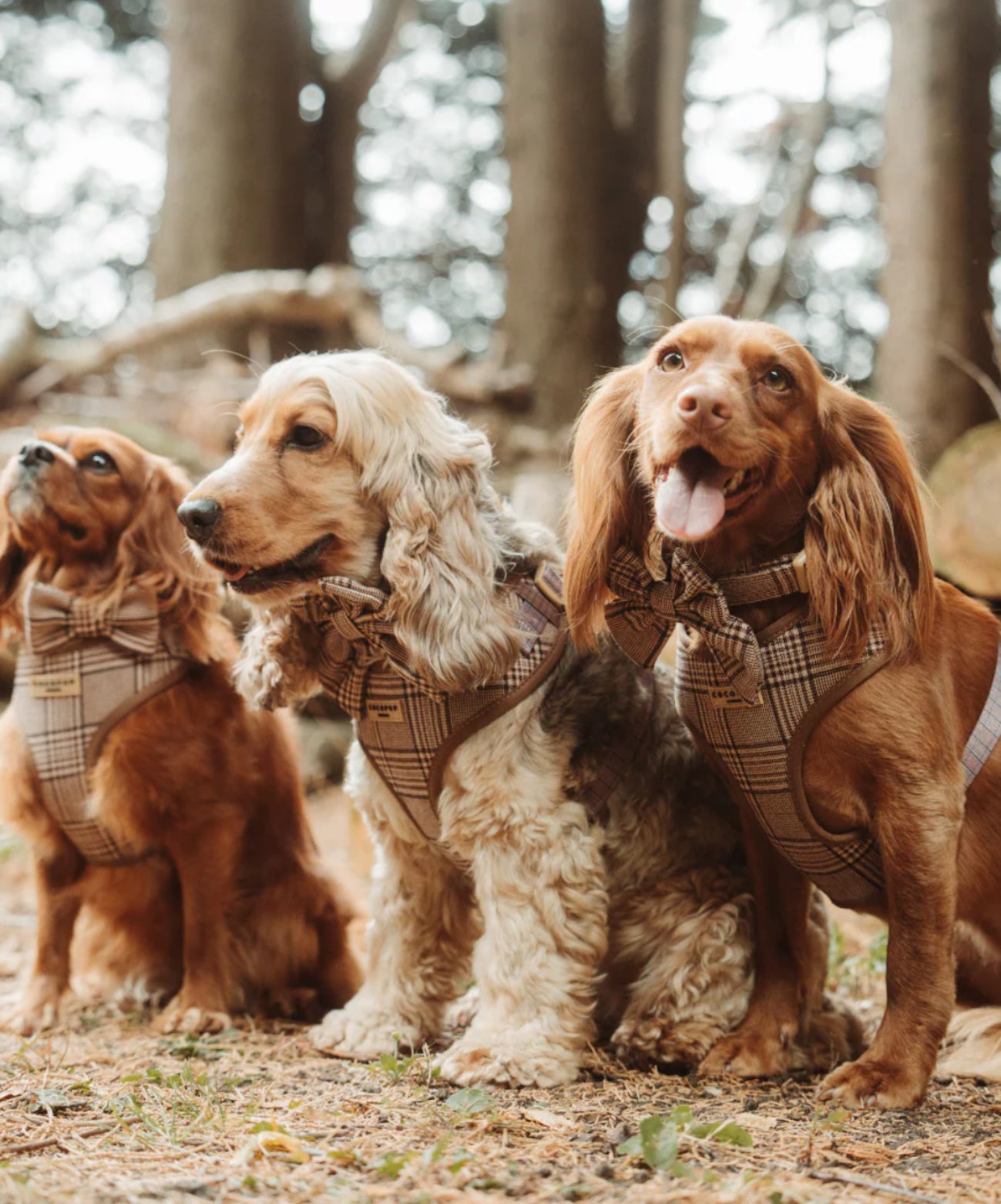 Cocopup London Collar - Pup Plaid