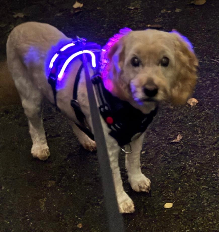 SALE!!! Love From Marnie LED Harness Grey