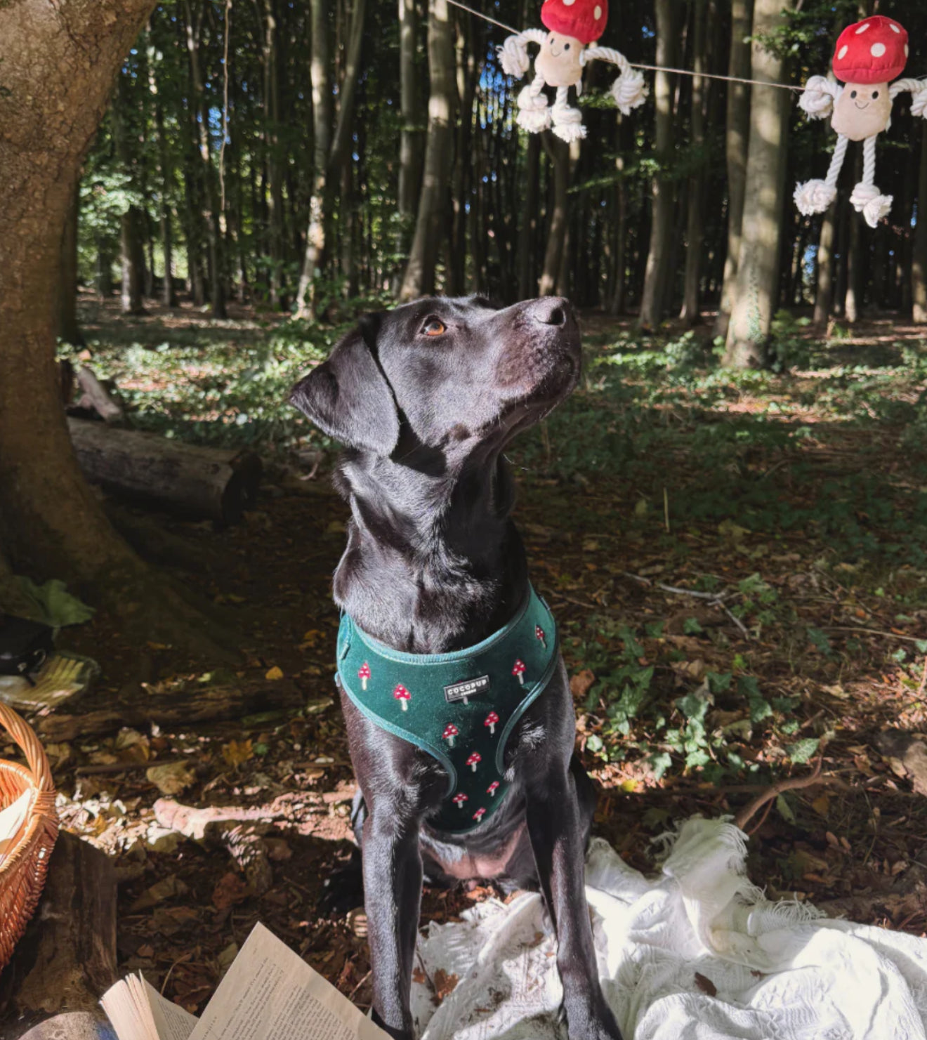 Cocopup London - Toadstool Trails Adjustable Neck Harness