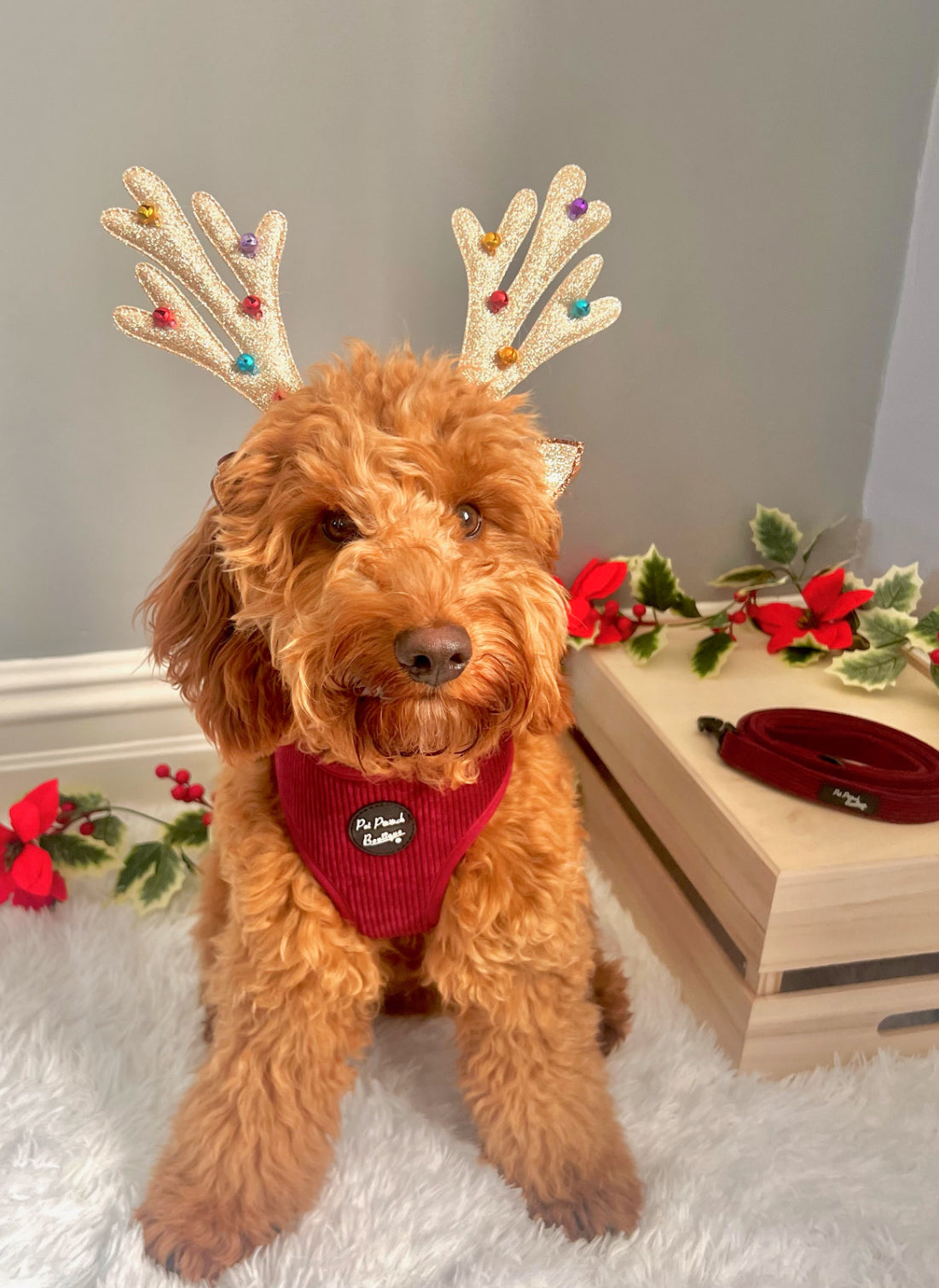 Pet Pooch Boutique Adjustable Harness - Burgandy Red Cord