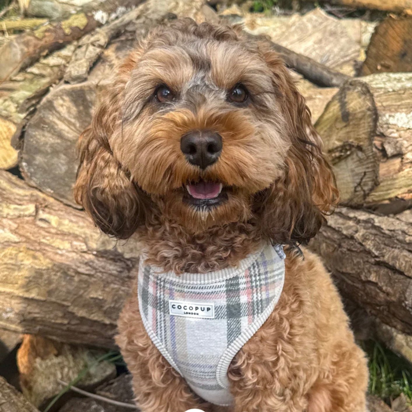 Cocopup London Adjustable Neck Harness - Oxford Plaid