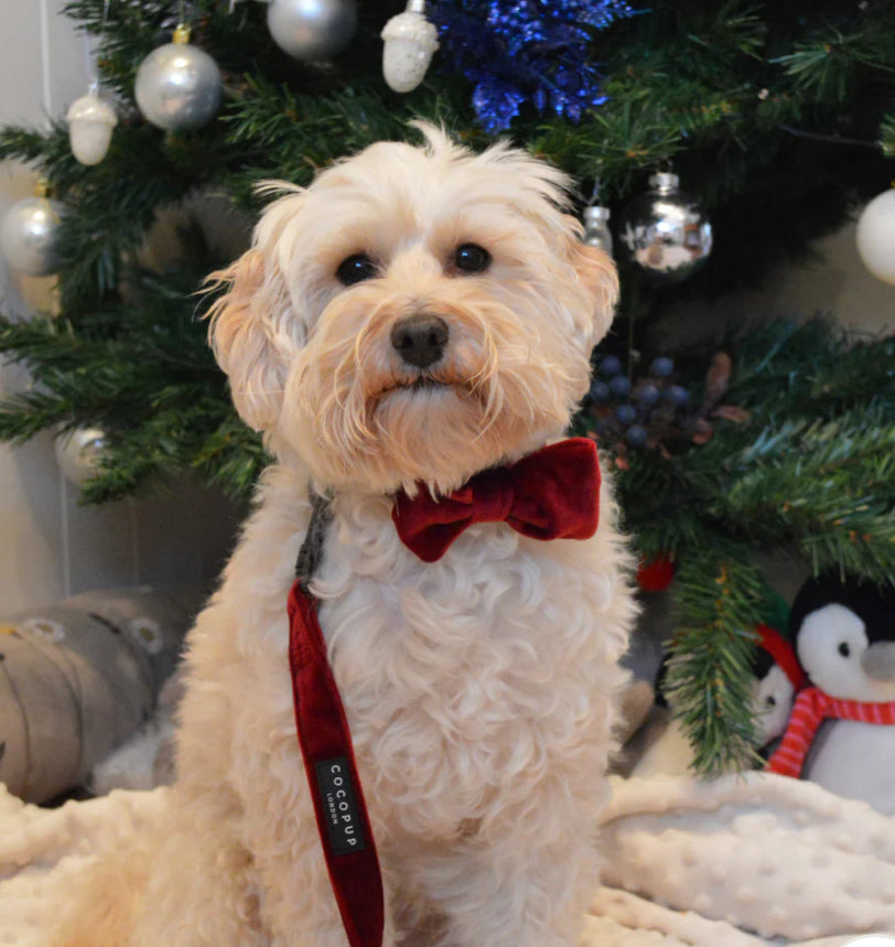 Cocopup London Lead - Luxe Velvet - Berry Red