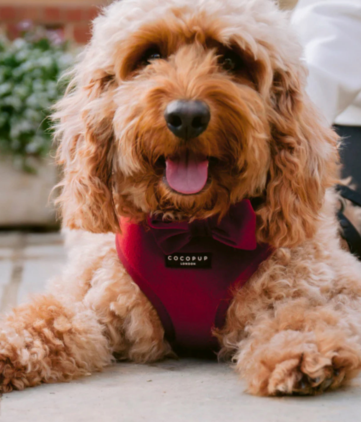 Cocopup London Adjustable Neck Harness - Luxe Velvet - Berry Red