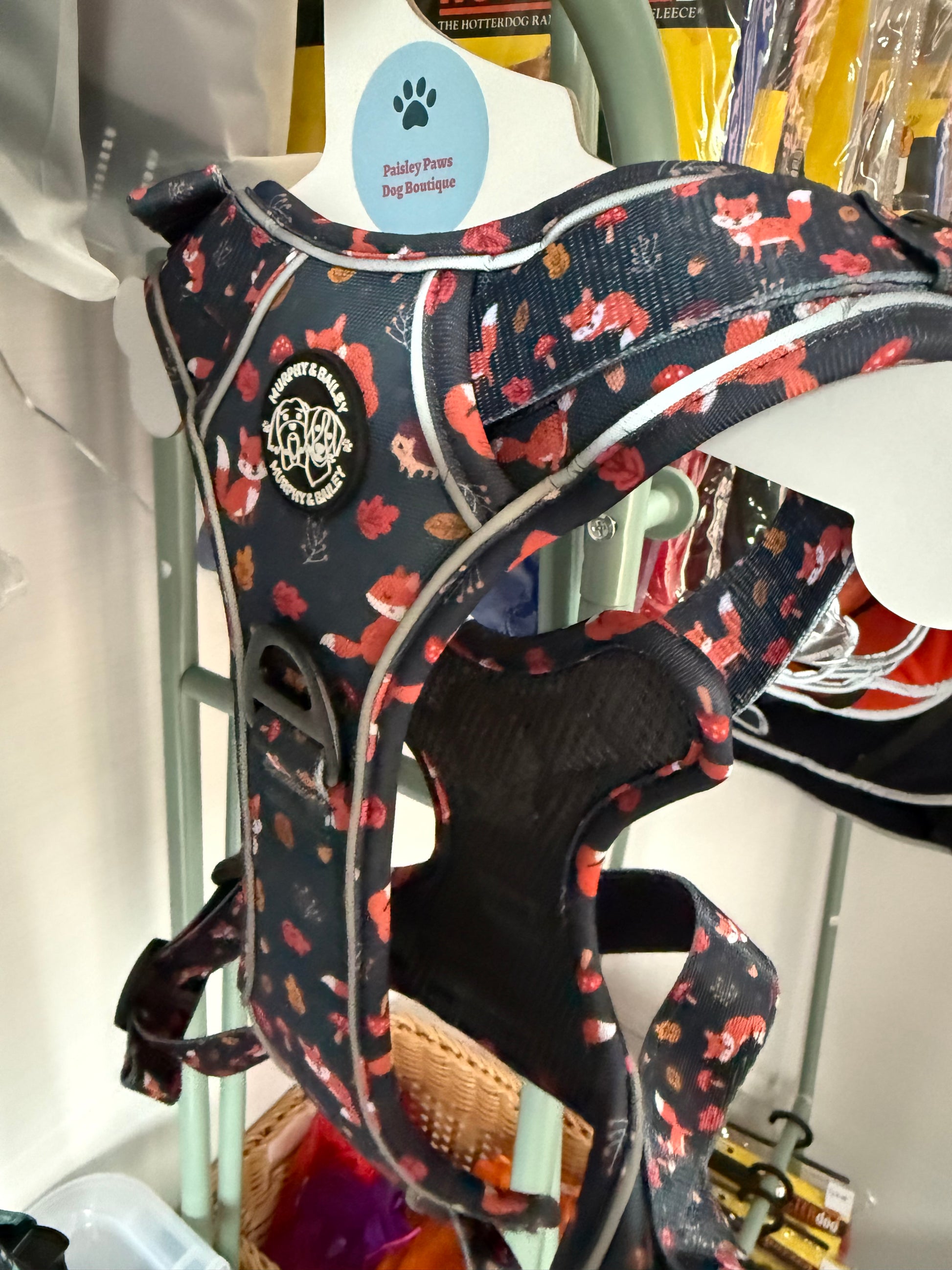 Explore Let’s get Foxy