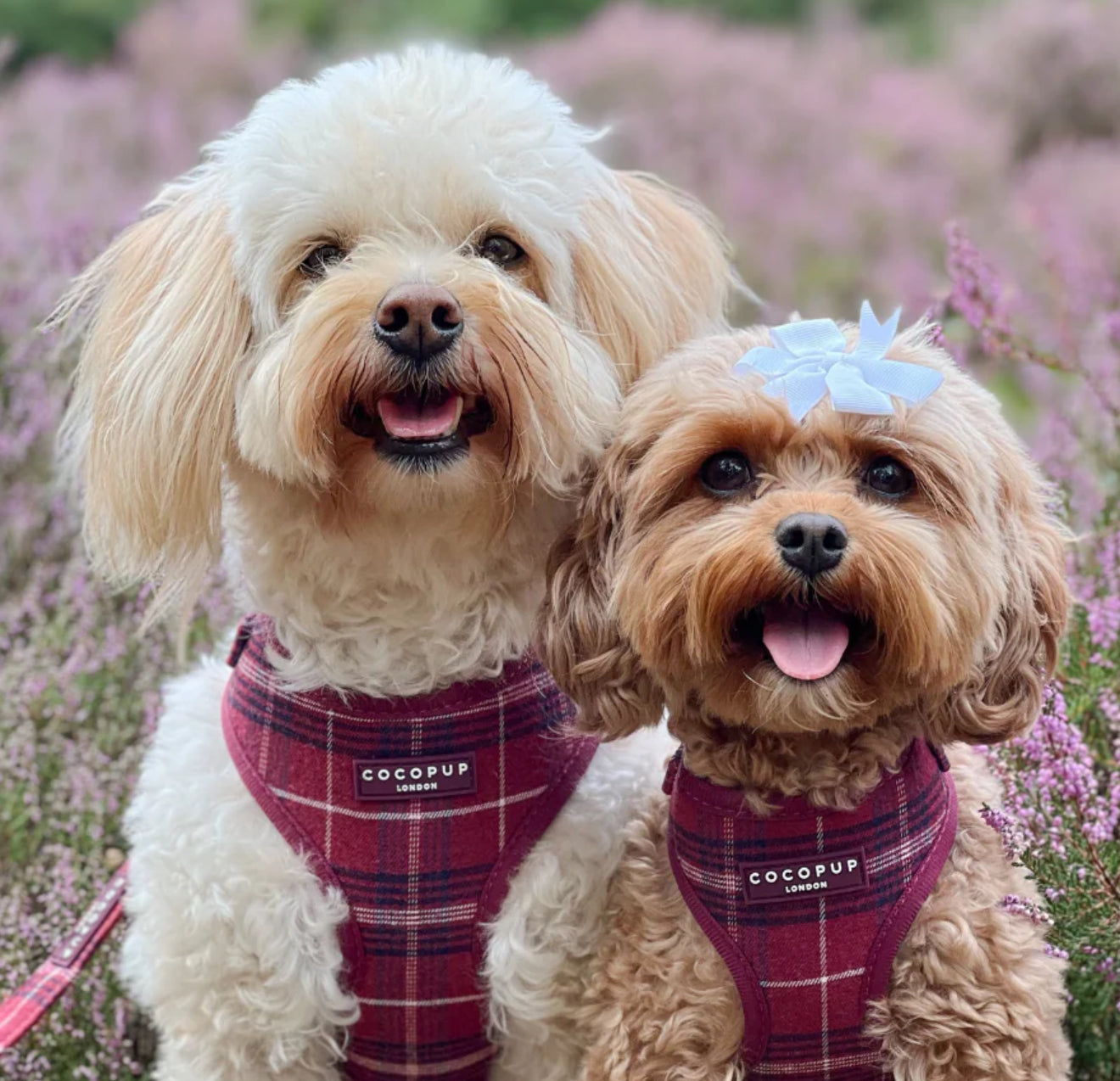 Cocopup London Harness - Mulberry Plaid