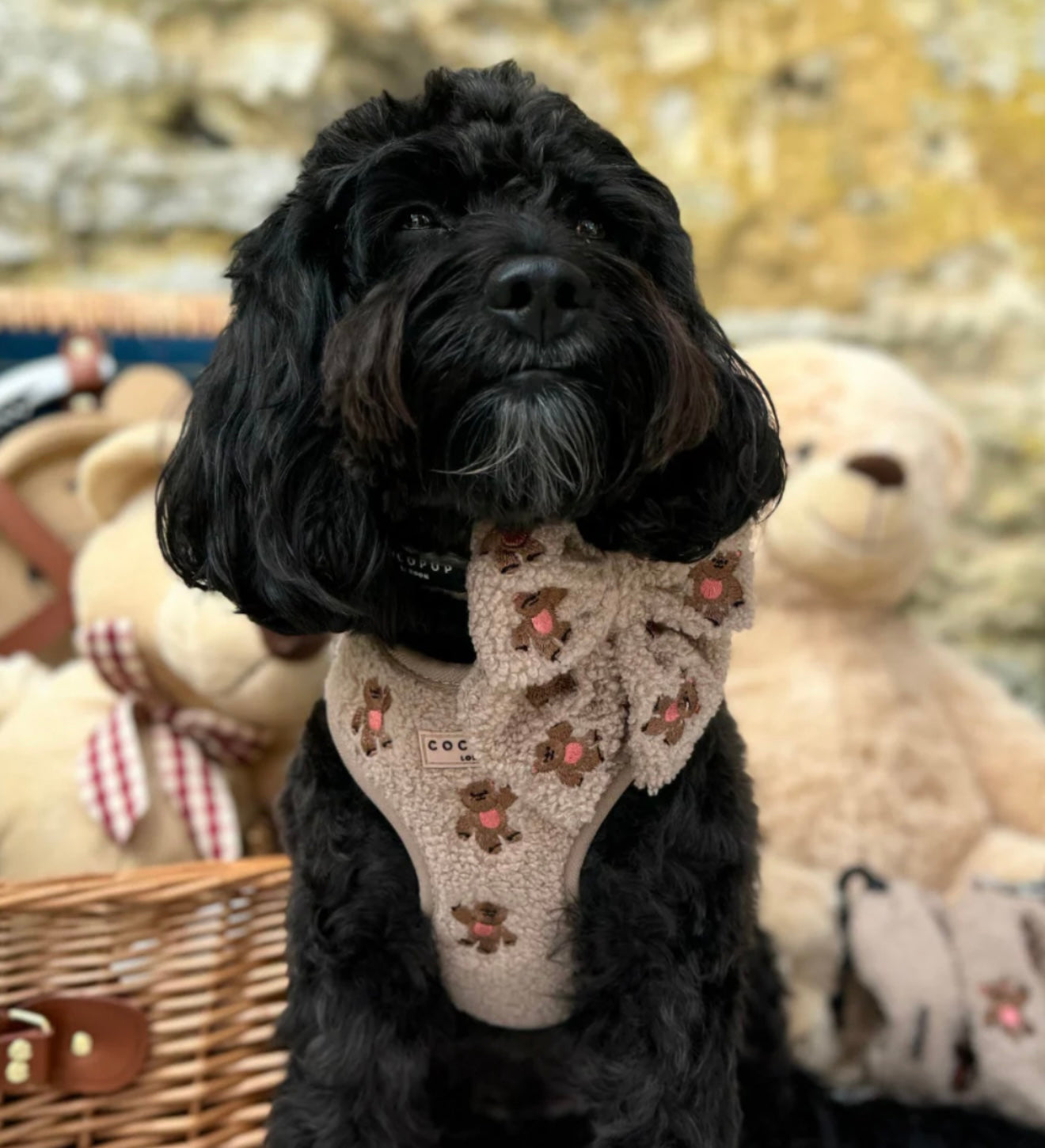 Cocopup London Theo Embroidered Teddy Adjustable Harness