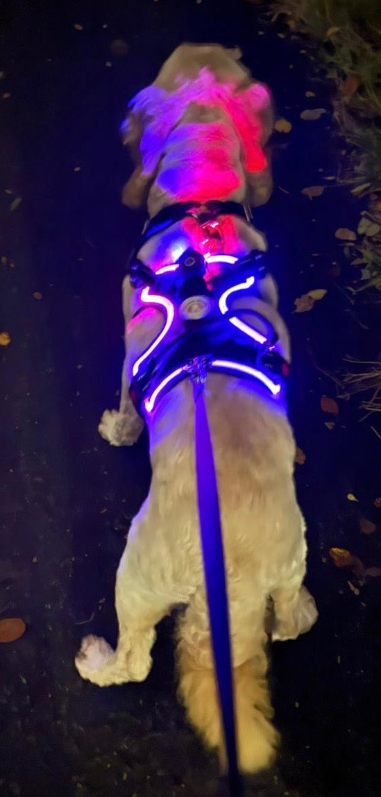SALE!!!!! Love From Marnie LED Harness Black