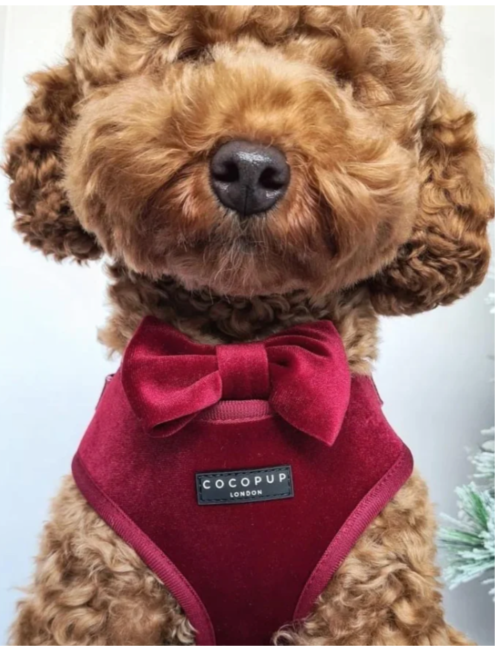 Cocopup London Luxe Velvet Berry Red Bow Tie