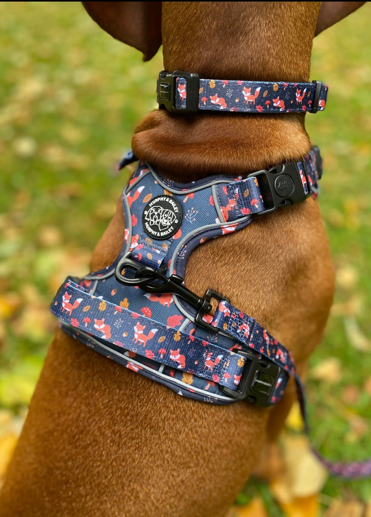 Murphy & Bailey Explore Harness - Let’s get foxy!