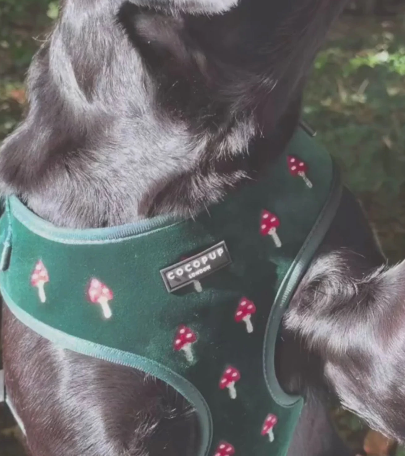 Cocopup London - Toadstool Trails Adjustable Neck Harness