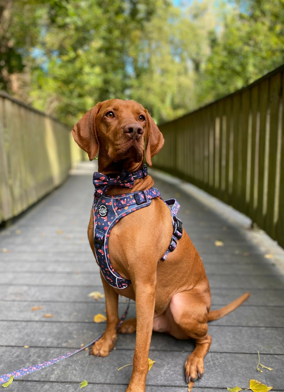 Murphy & Bailey Explore Harness - Let’s get foxy!