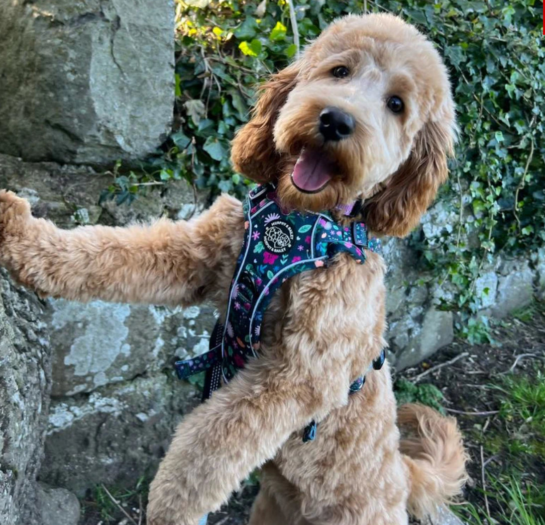 Murphy and Bailey Belmont Bloom Explorer Harness