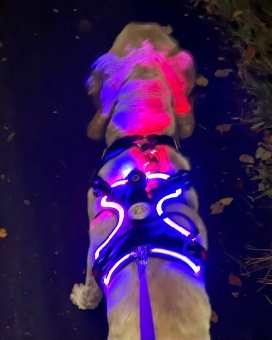 SALE!!! Love From Marnie LED Harness Grey