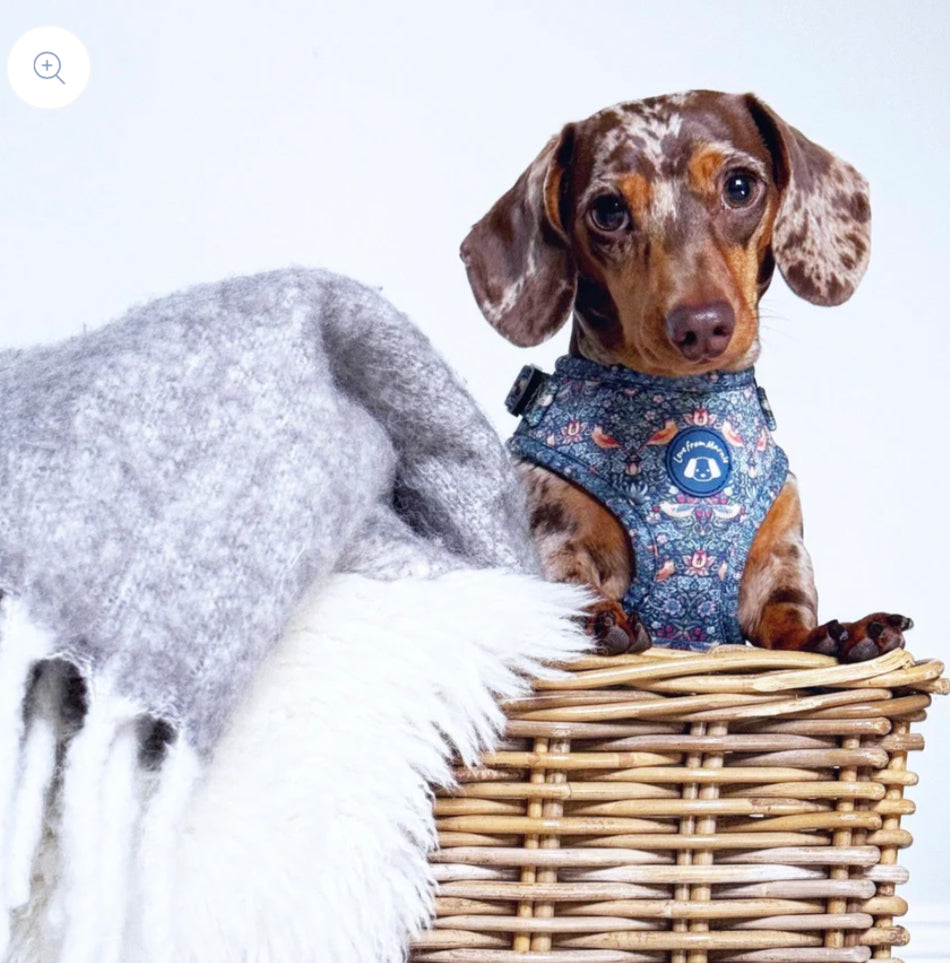 Love From Marnie Adjustable Harness - Strawberry Thief Blue