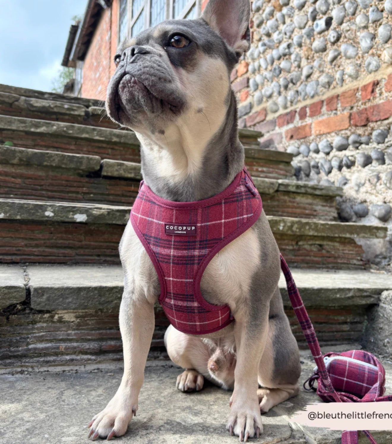 Cocopup London - MULBERRY PLAID LEAD