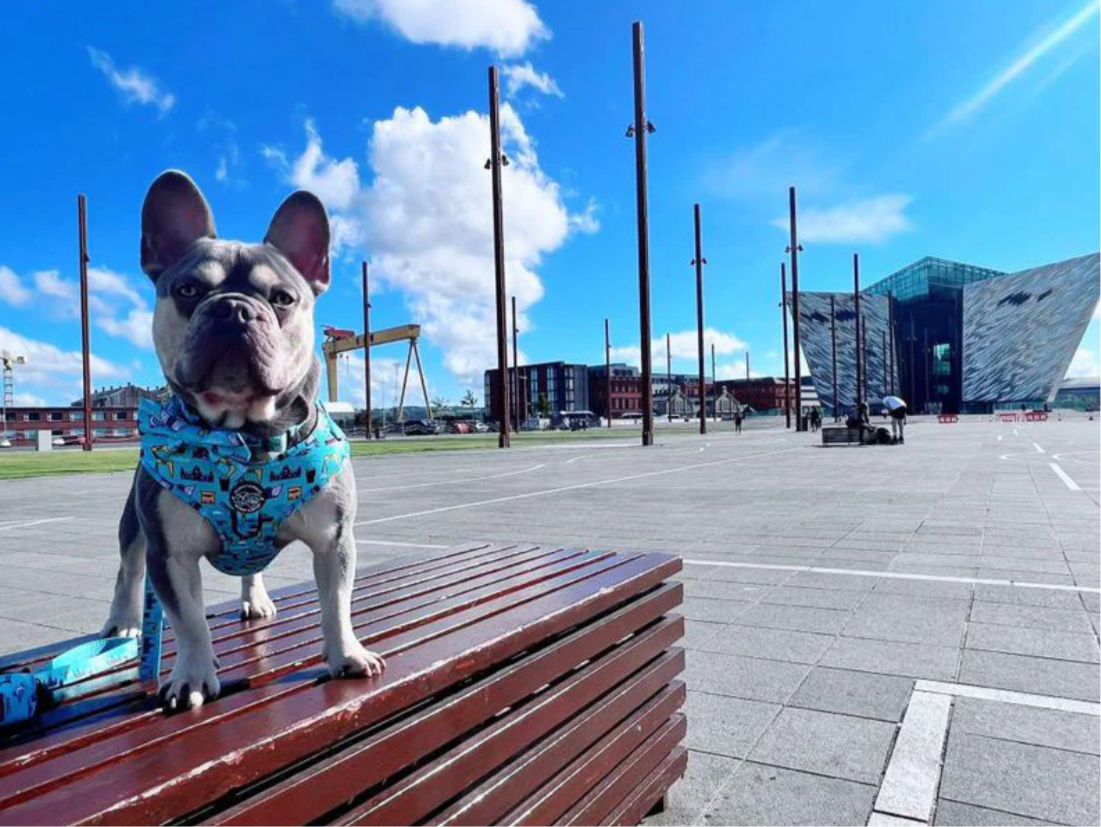 Murphy & Bailey Adjustable Harness - Mutts about Belfast Blue