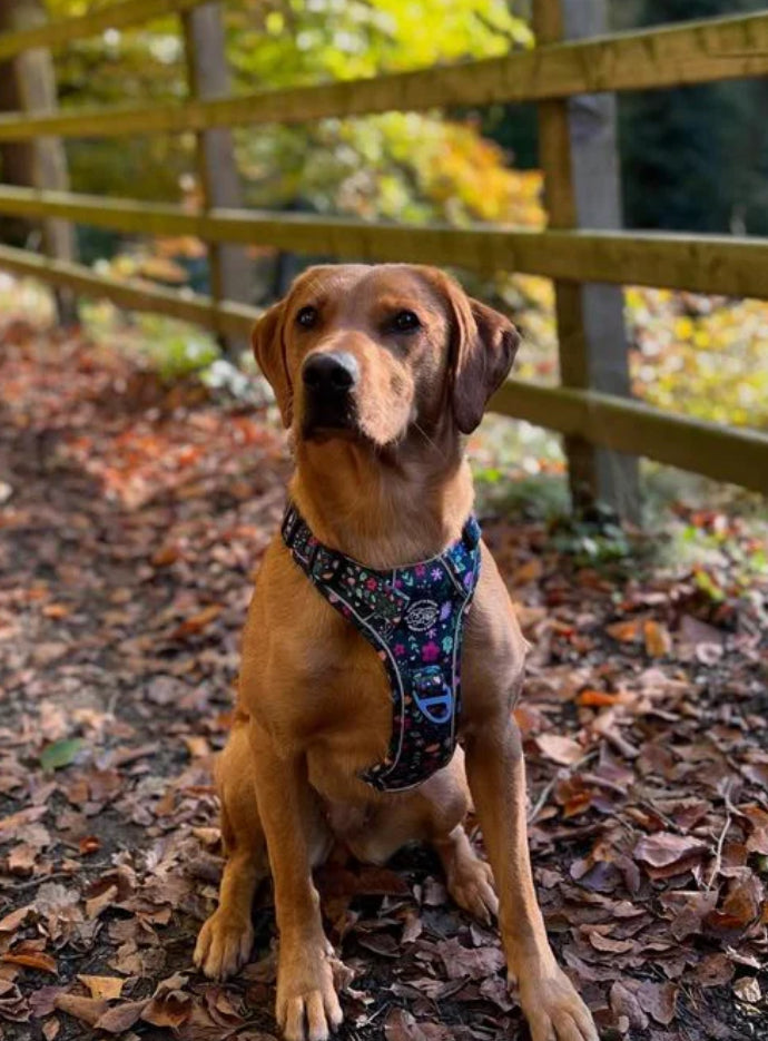 Murphy and Bailey Belmont Bloom Explorer Harness