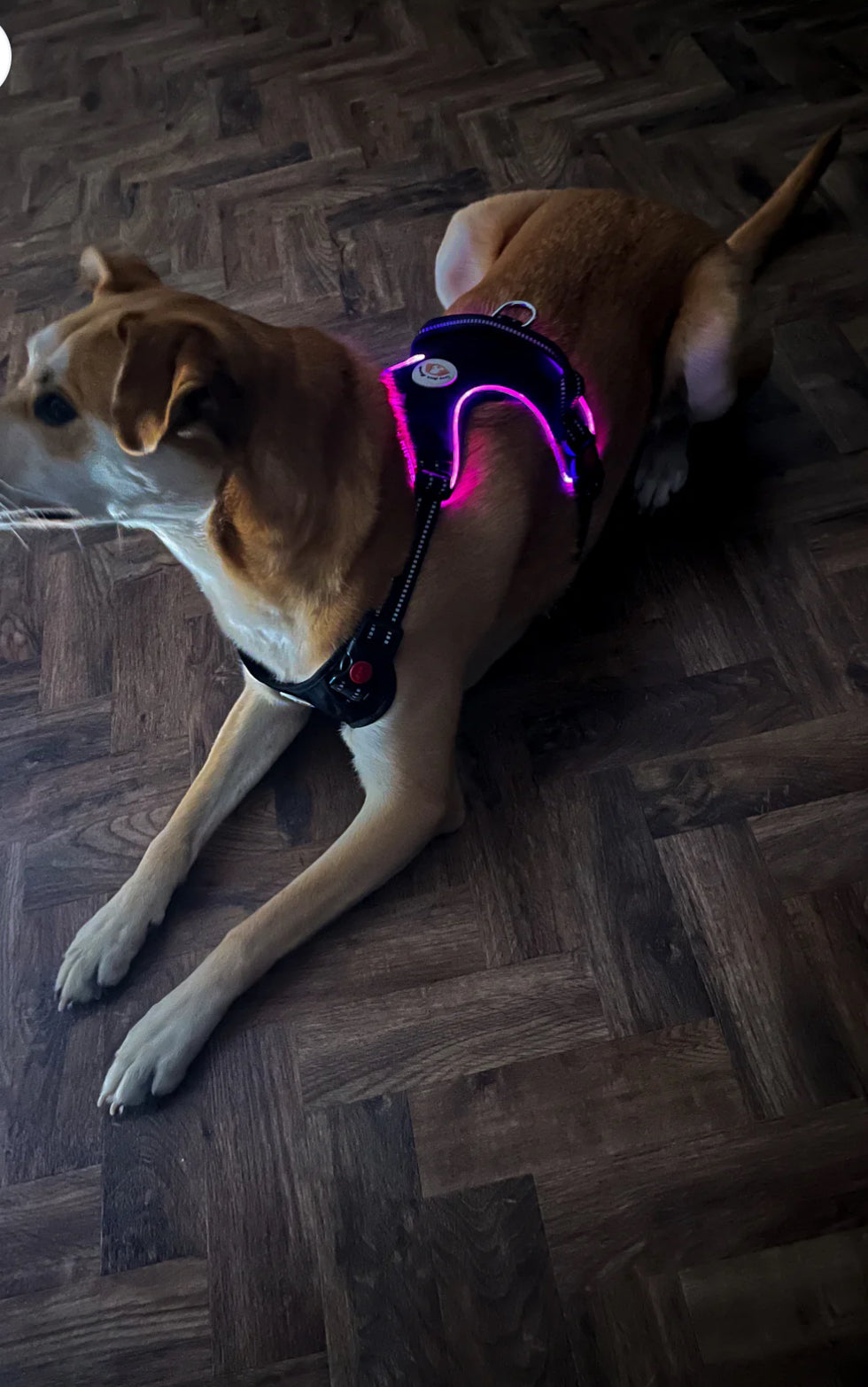 Love From Marnie LED Harness Black