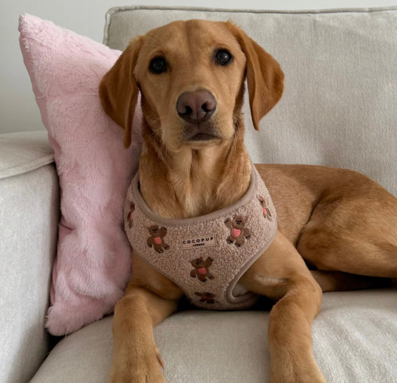 Cocopup London Theo Embroidered Teddy Adjustable Harness