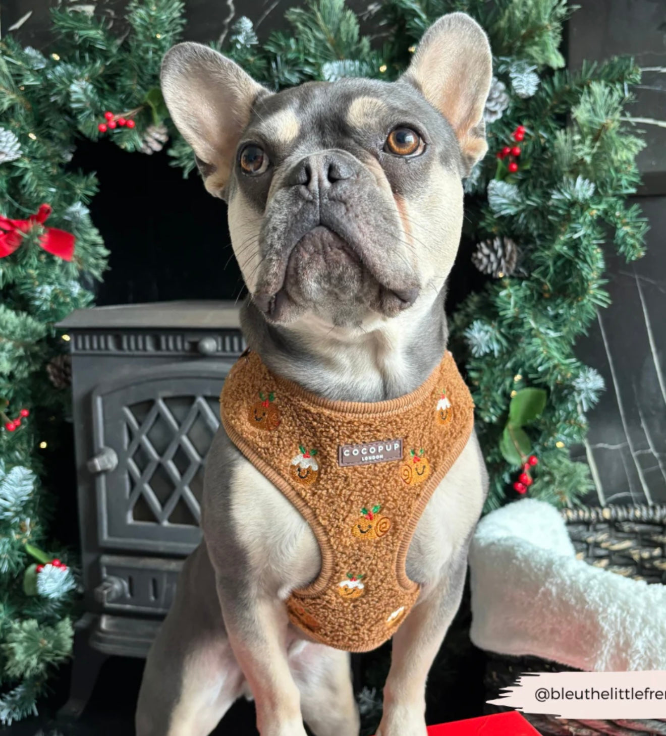 Cocopup London Festive Pudding Adjustable Harness