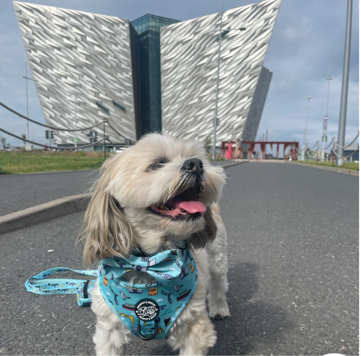 Murphy & Bailey Adjustable Harness - Mutts about Belfast Blue