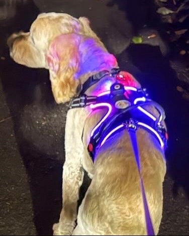 SALE!!! Love From Marnie LED Harness Grey