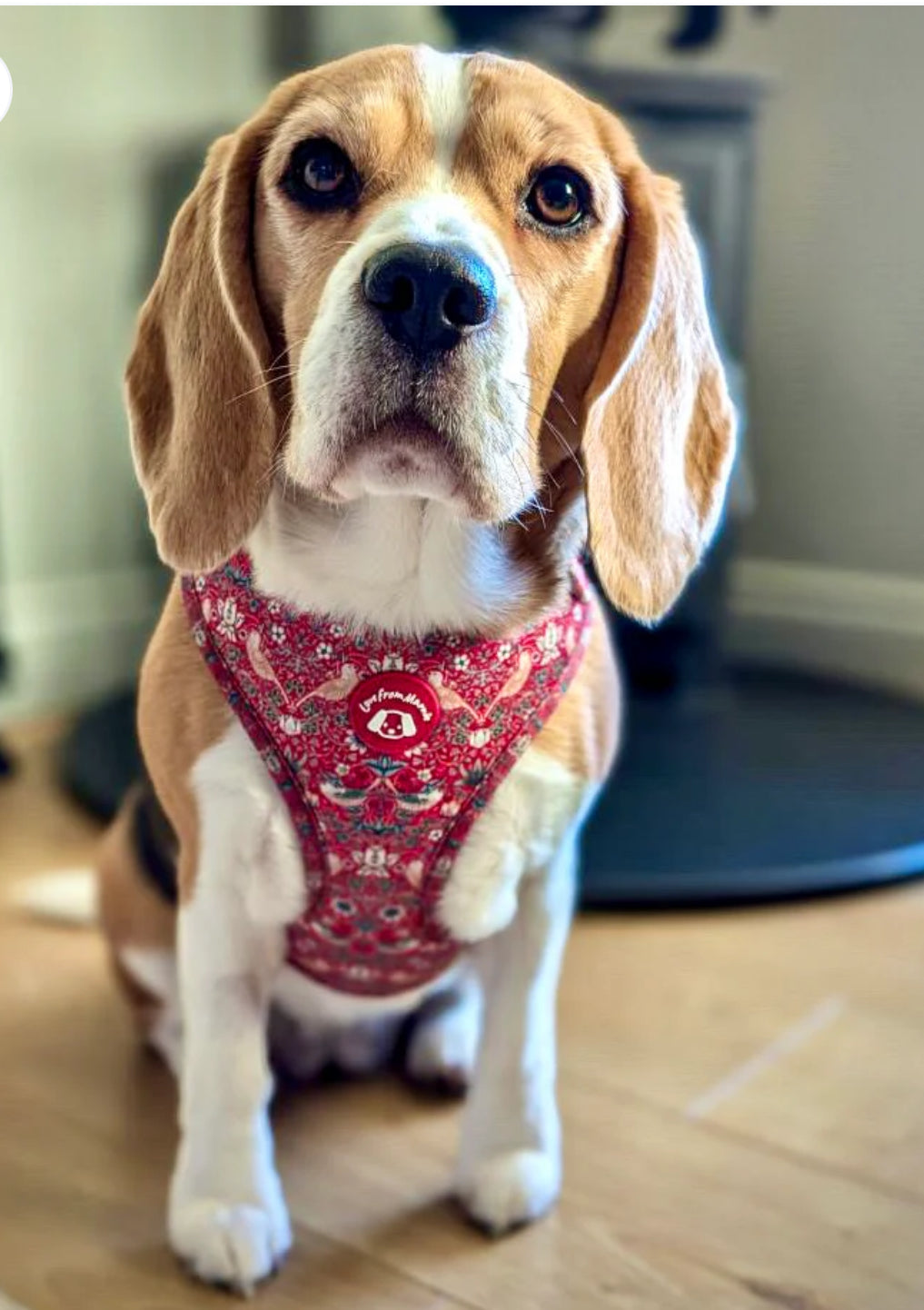 Love From Marnie Adjustable Harness - Strawberry Thief