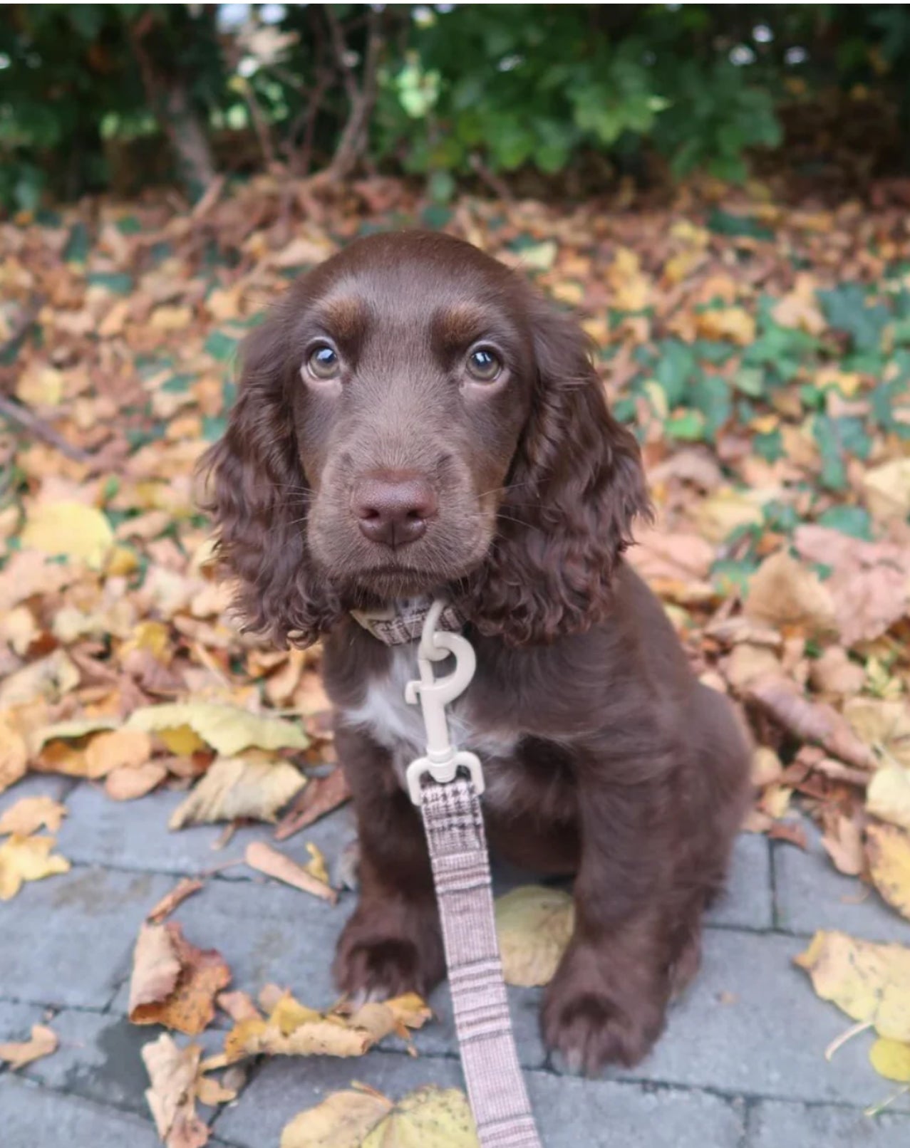 Cocopup London Lead Pup Plaid