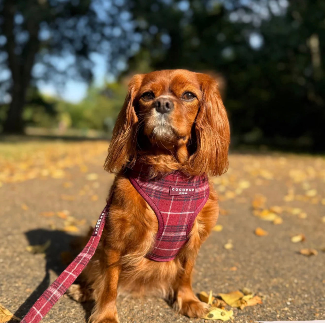 Cocopup London - MULBERRY PLAID LEAD