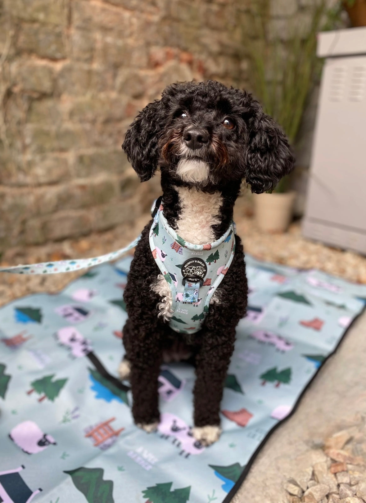 Murphy & Bailey Adjustable Harness - Woolly Danders