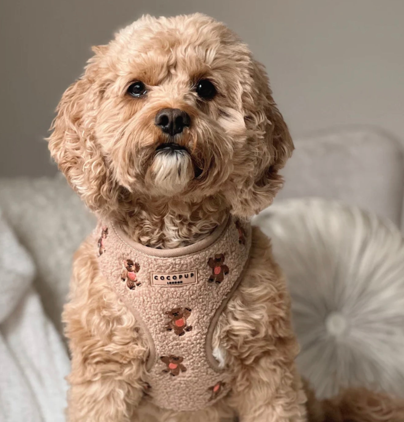 Cocopup London Theo Embroidered Teddy Adjustable Harness