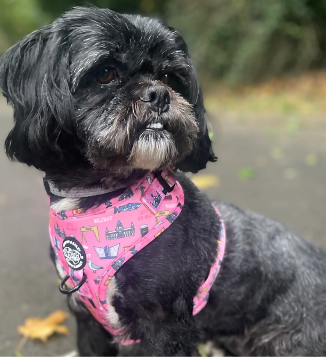 Murphy & Bailey Adjustable Harness - Mutts about Belfast Pink