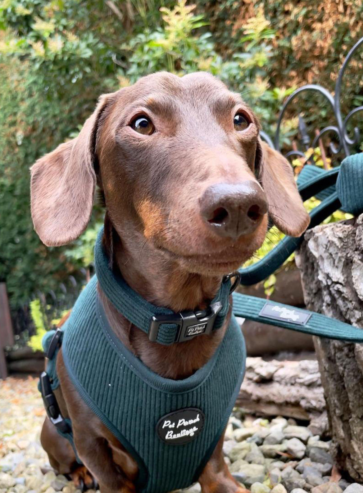 Pet Pooch Boutique Adjustable  Harness - Forrest Green Cord