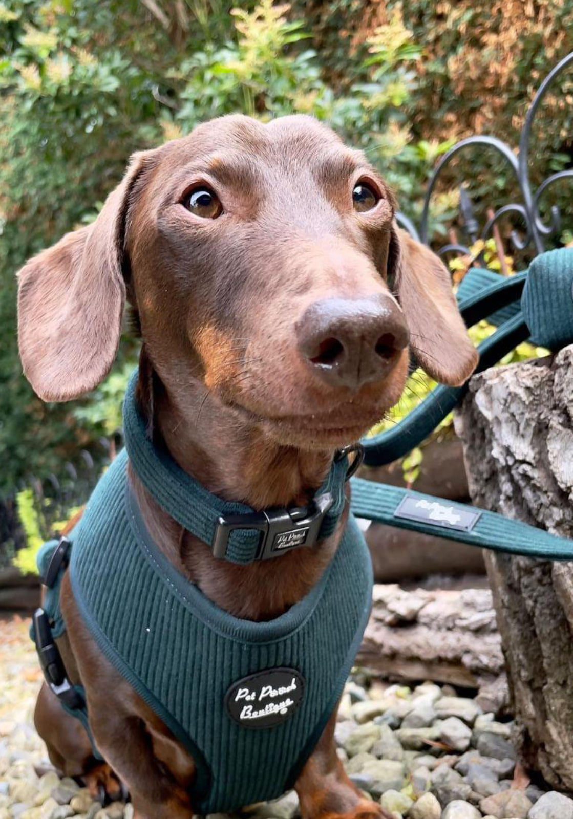 Pet Pooch Boutique Collar - Forrest Green Cord with Bow Tie