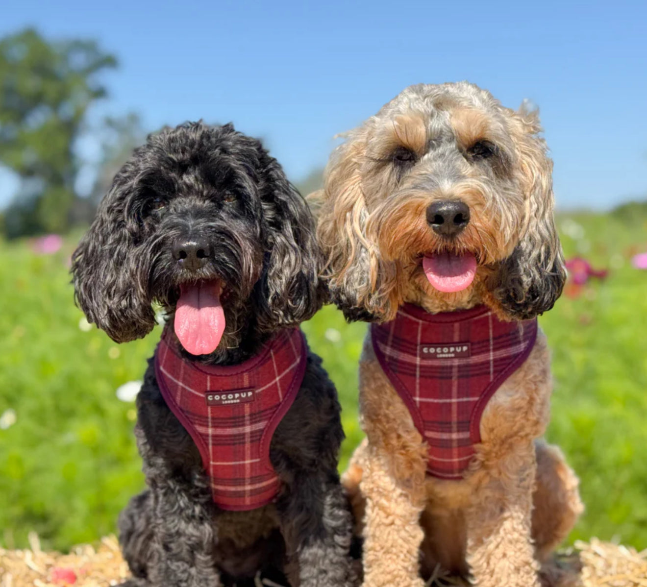 Cocopup London Harness - Mulberry Plaid