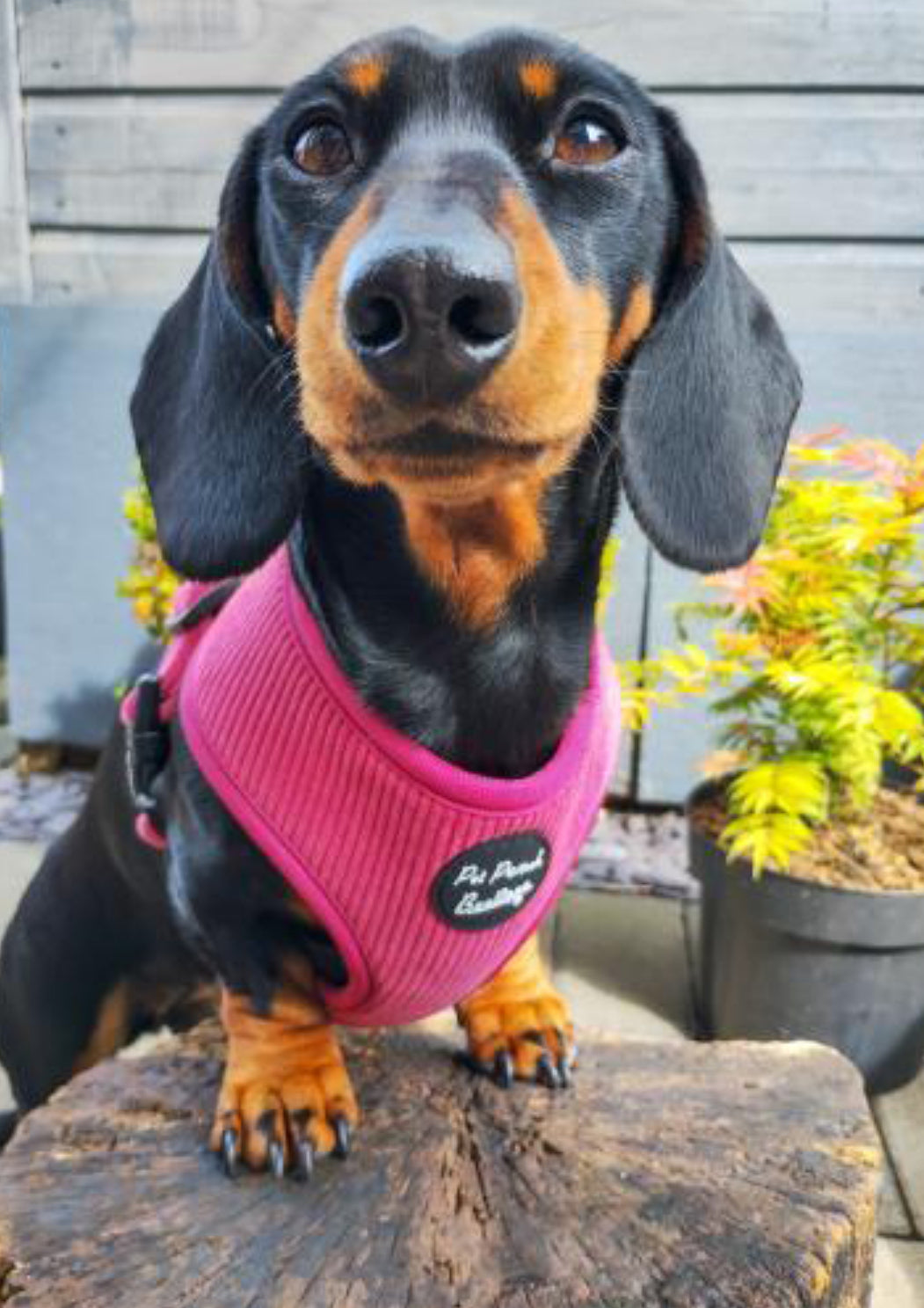 Pet Pooch Boutique Adjustable Harness - Rose Pink Cord