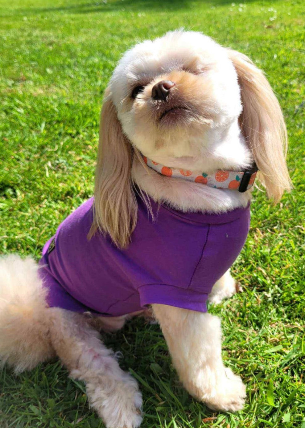 Equifleece Dog T-Shirt Body 19 Amethyst