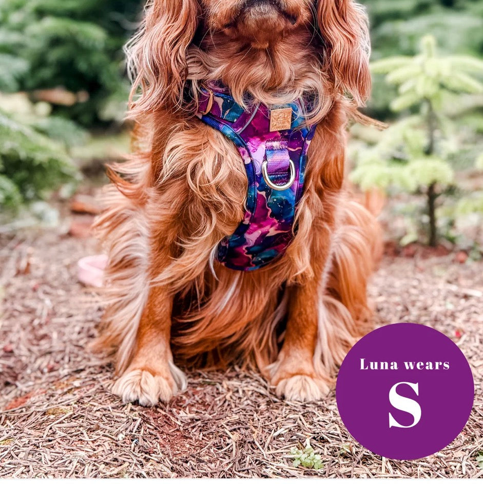 Paw Couture Cosmos Deluxe TrailBlazer Harness