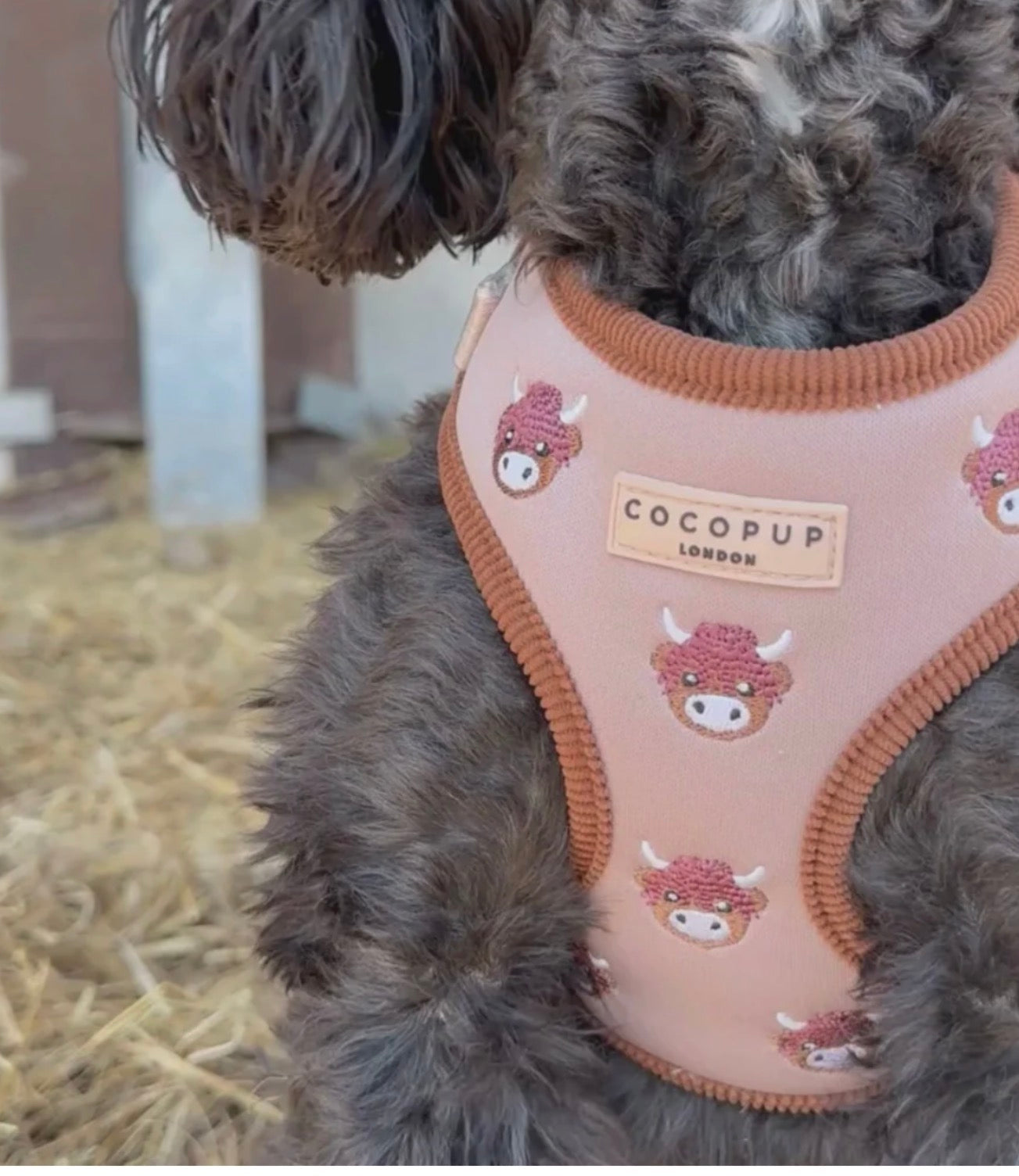 Cocopup London Harold the Highland Cow Adjustable Neck Harness