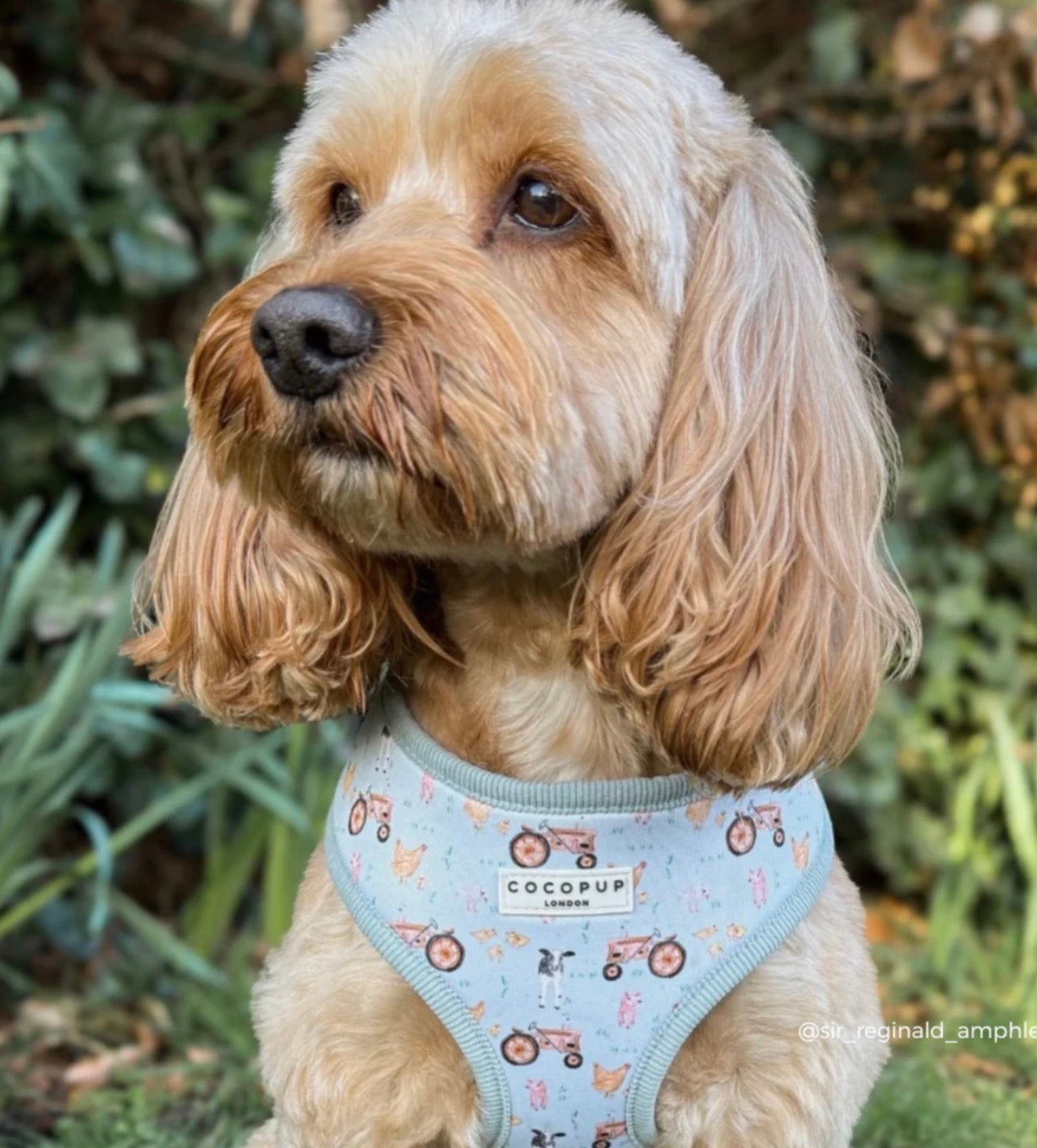 Cocopup London Barnyard Buddies Adjustable Neck Harness