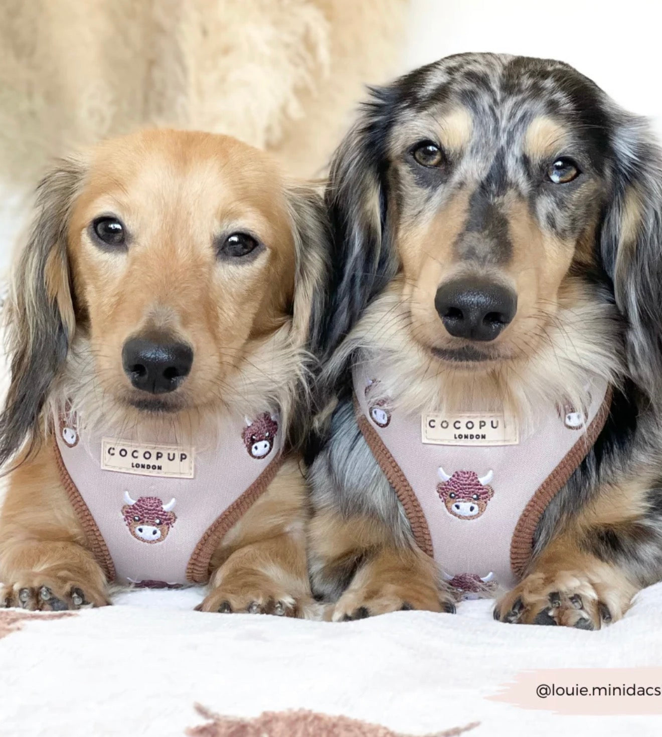 Cocopup London Harold the Highland Cow Adjustable Neck Harness