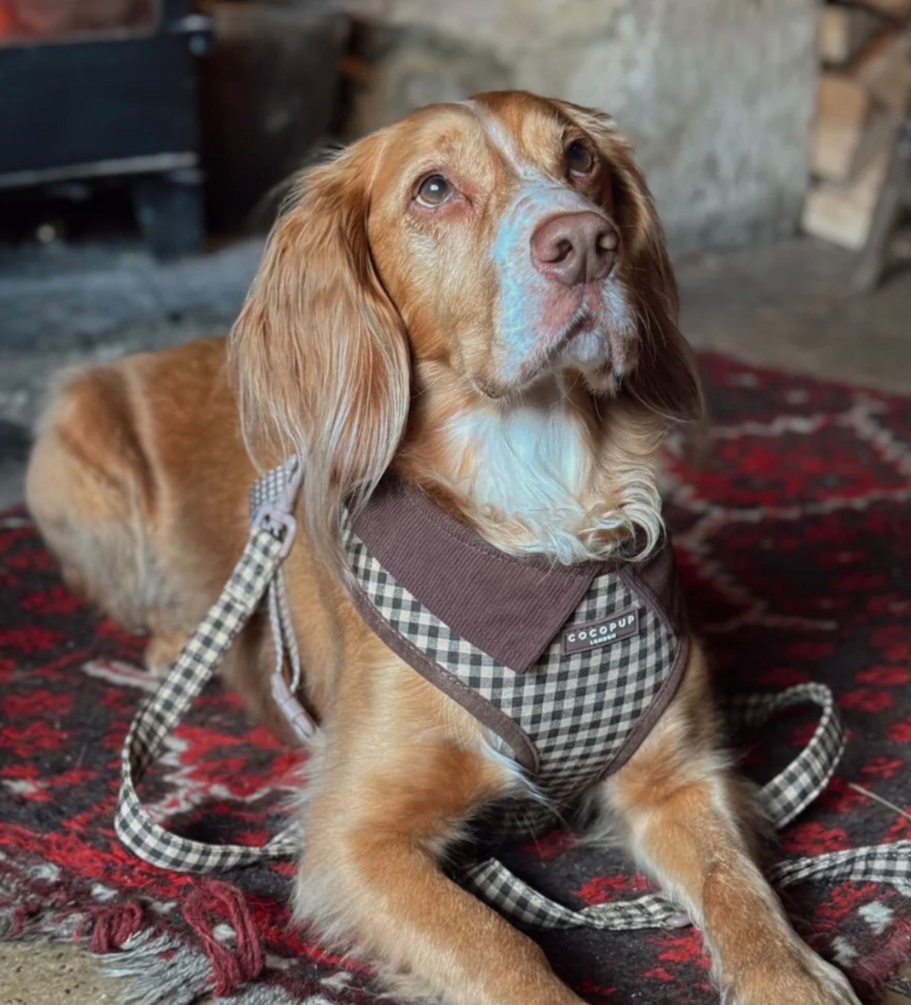 Cocopup London Cotswold Check Adjustable Neck Harness
