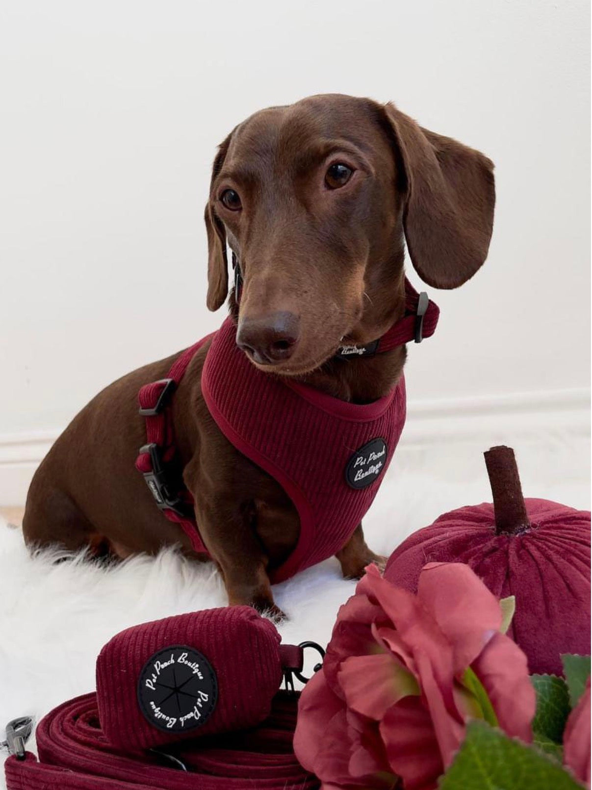 Burgandy Red Cord Dog Collar