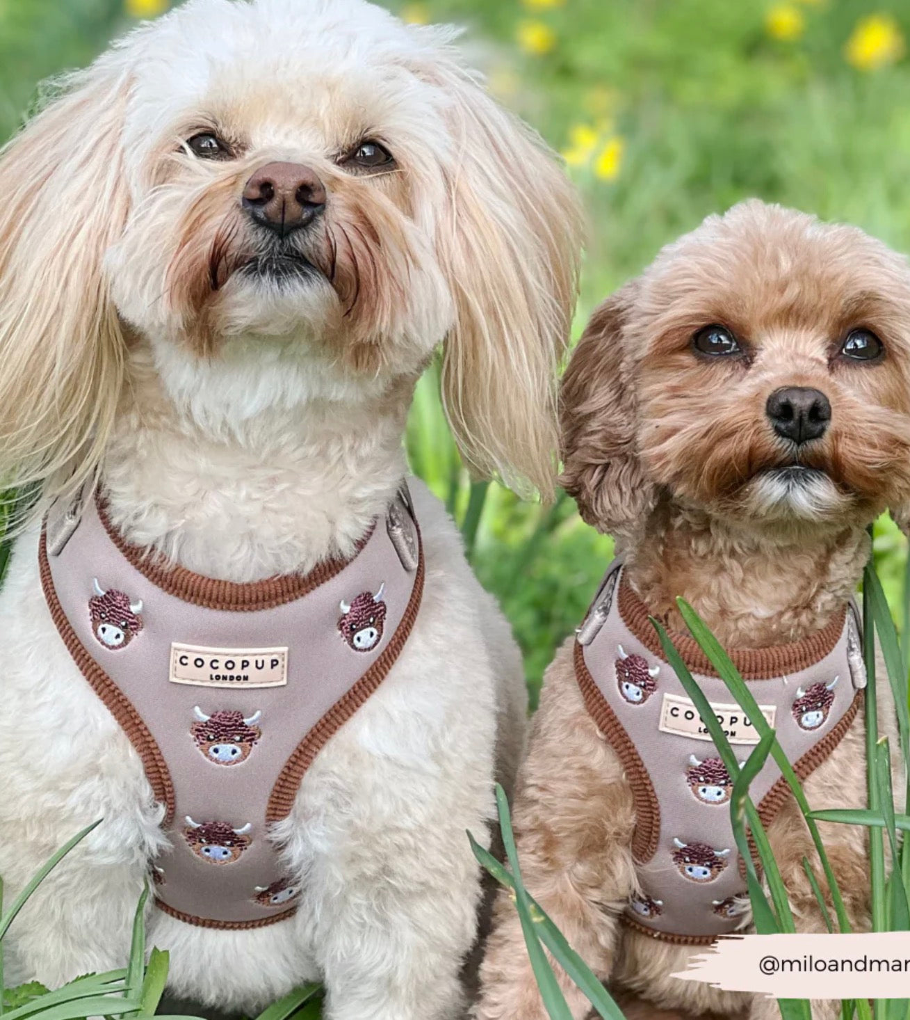 Cocopup London Harold the Highland Cow Adjustable Neck Harness