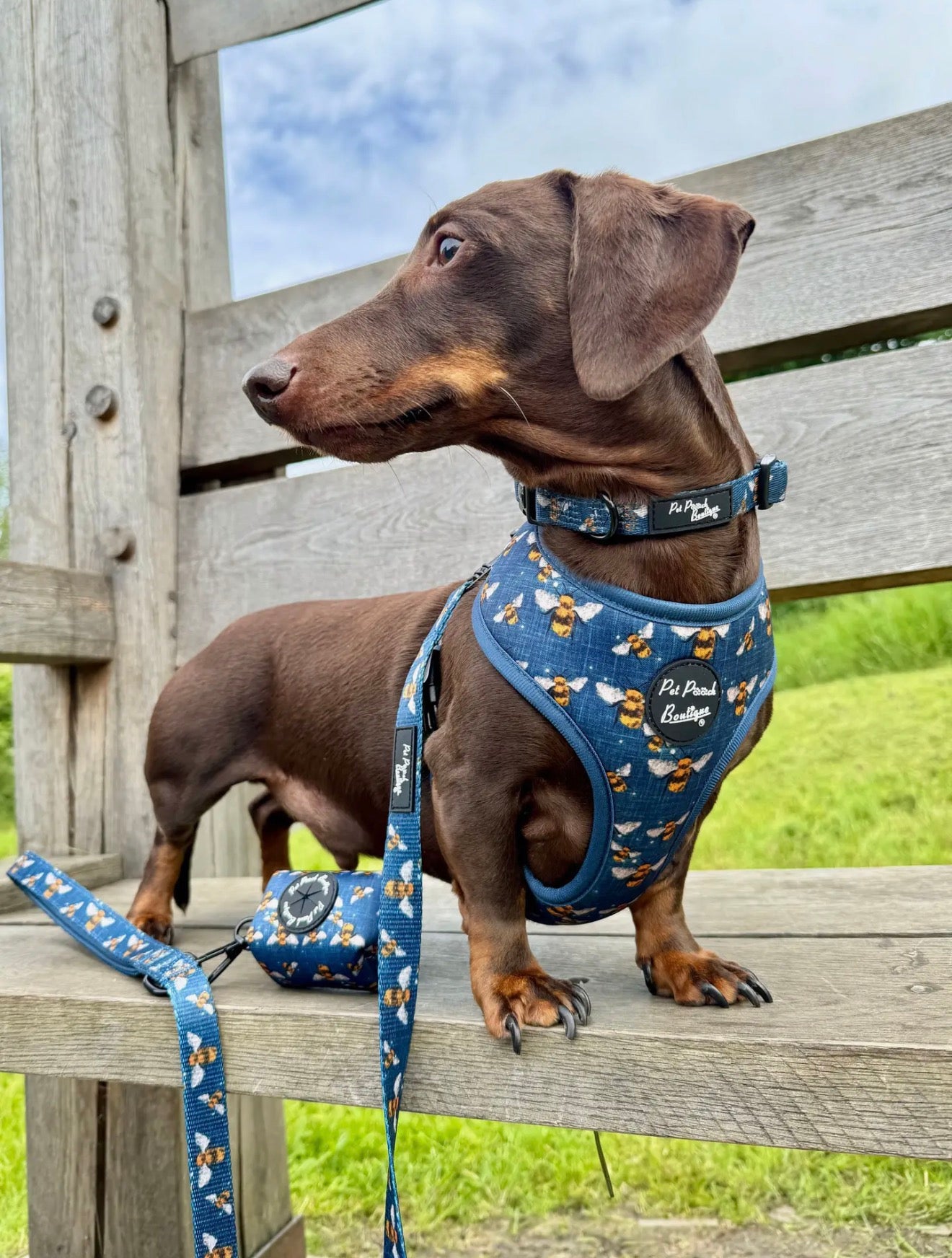 Pet Pooch Boutique Blue Buzzy Bumble Bee Dog Harness