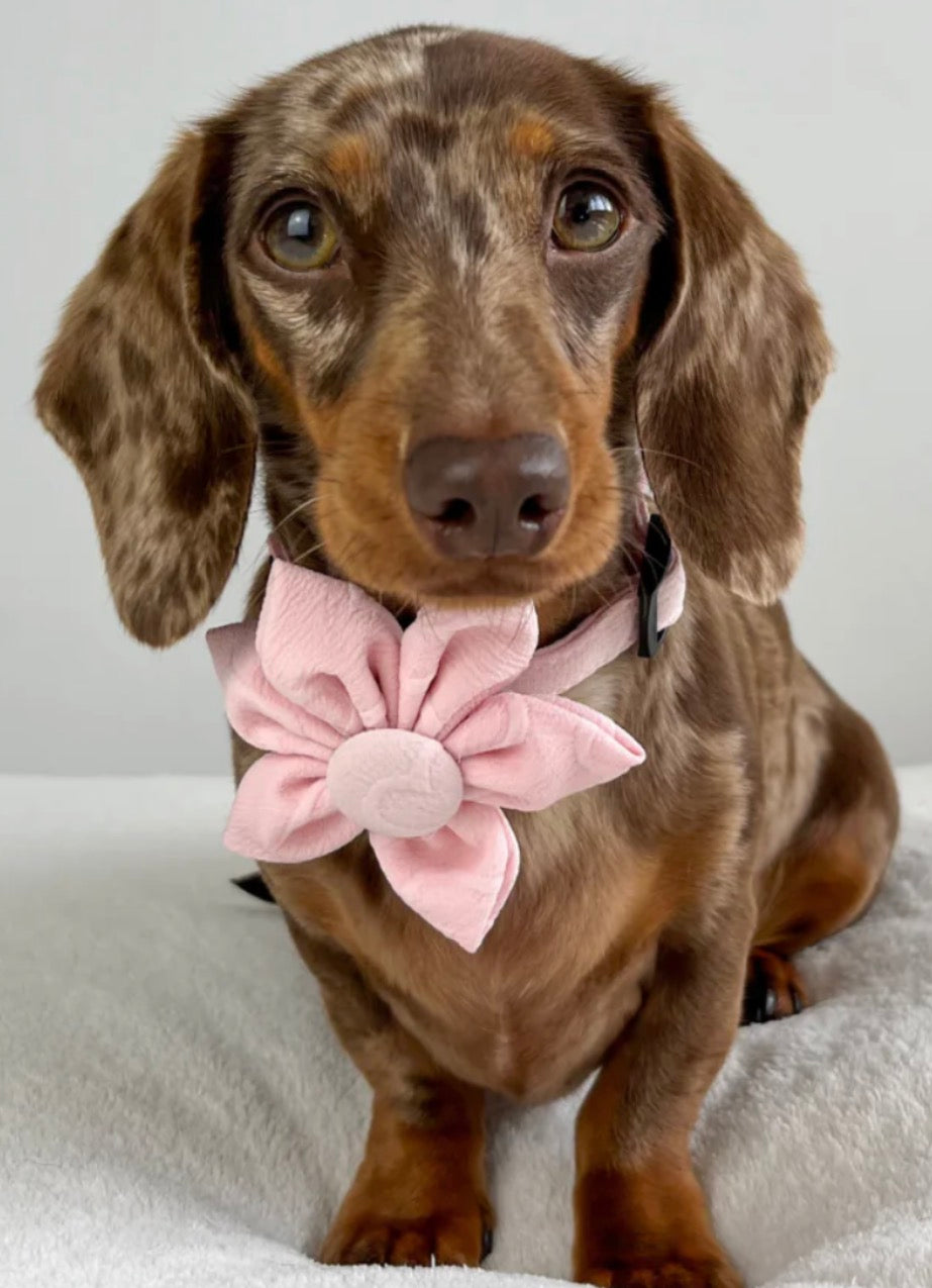 Cocopup London Luxe Baby Pink Heart Collar Flower